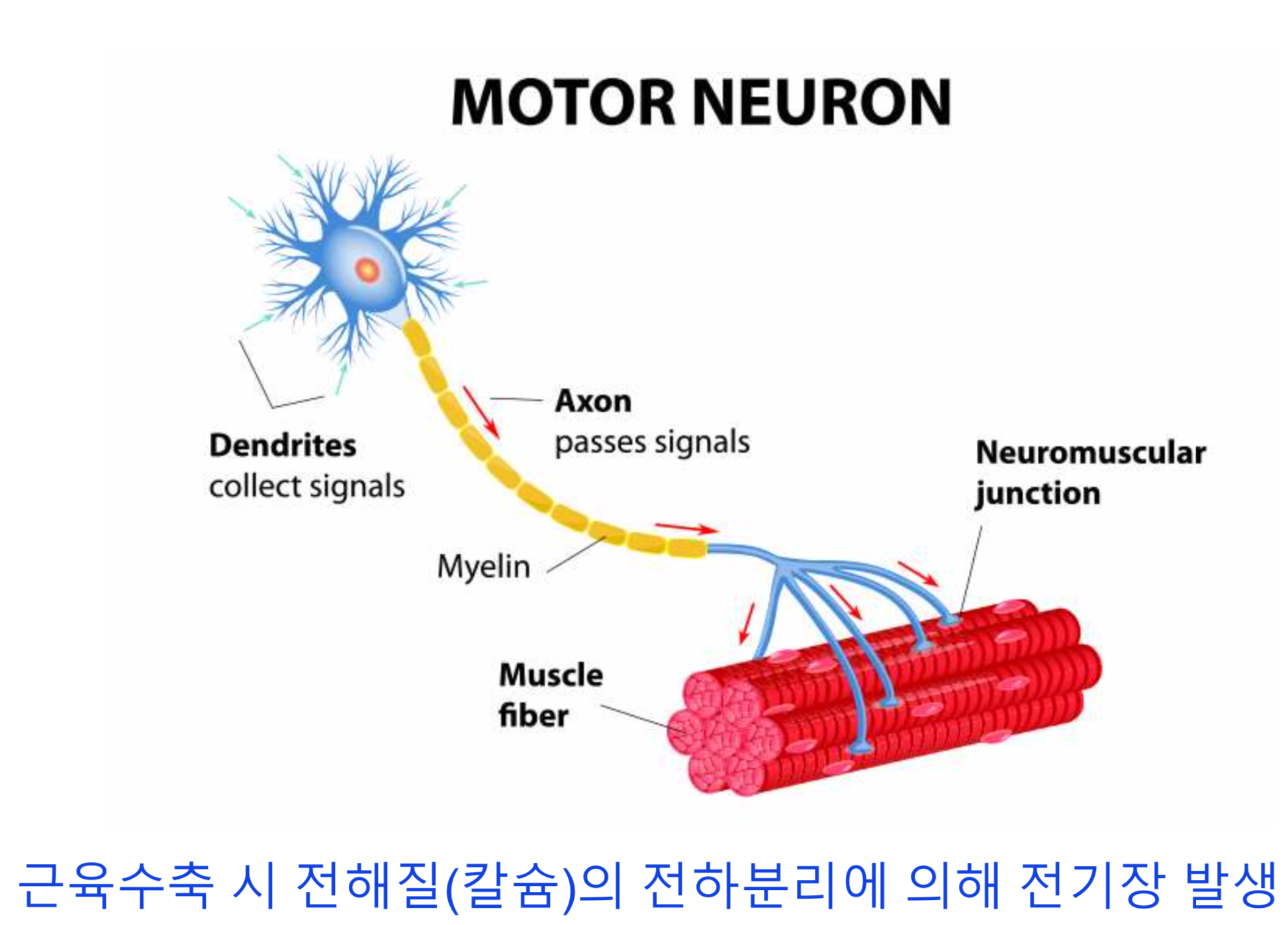 emg-sensor